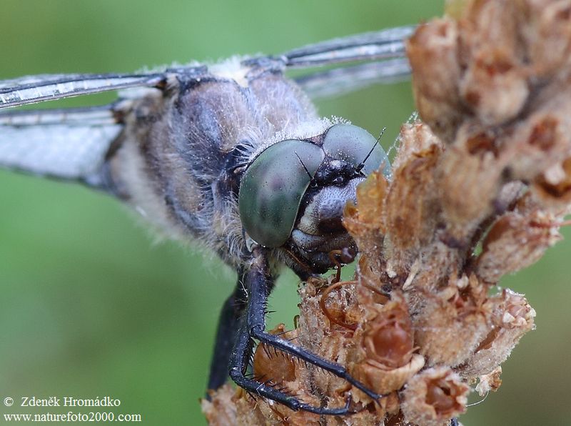 vážka černořitná, Orthetrum cancellatum, Anisoptera (Vážky, Odonata)